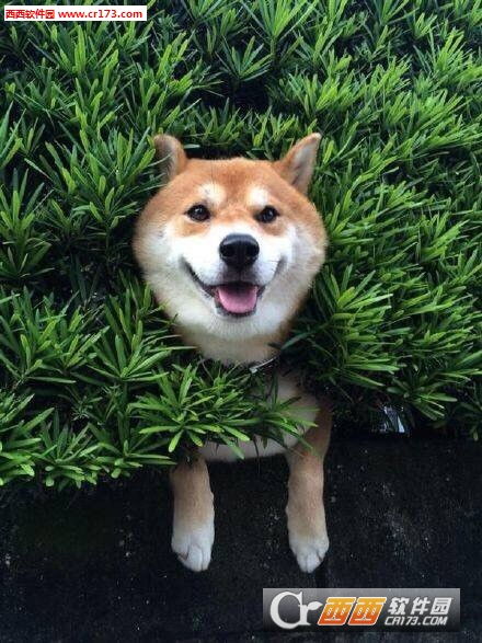 柴犬搞笑表情包