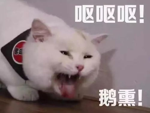 沙雕表情包我早晚拱了你这颗白菜