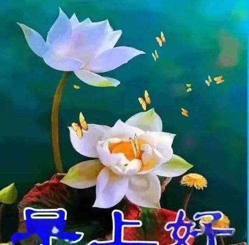 清新高雅的聊天美图送给朋友们