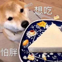可怜无助有肥胖表情包无助