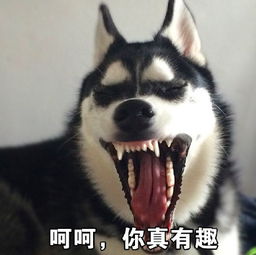 哈士奇表情包图片