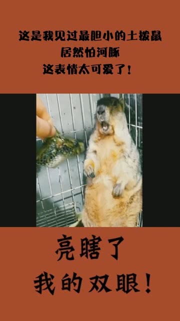 这是我见过最胆小的土拨鼠,居然怕河豚,这表情太可爱了