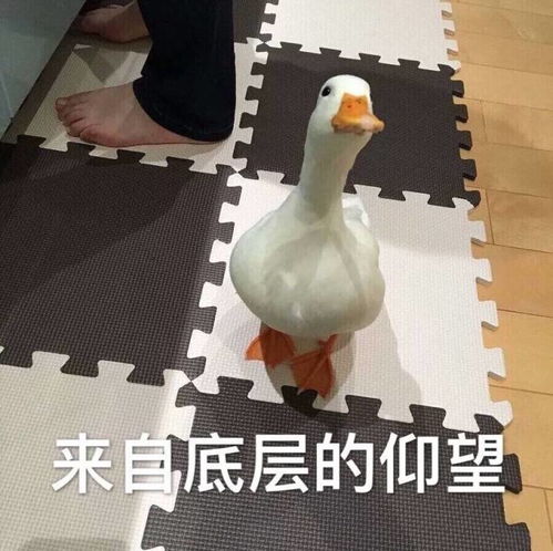 鹅们觉得运动鞋的一番是哪个牌子