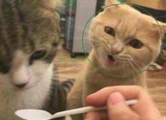 猫咪和狗子谁最爱吃醋隔着屏幕都能闻到醋味