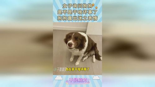 女子询问狗狗,是不是干啥坏事了,狗狗露出迷之表情
