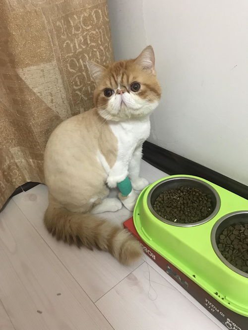 公猫绝育及公猫的产后护理啊不,是绝育...