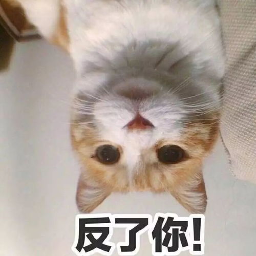 绅宝图片表情包猫咪
