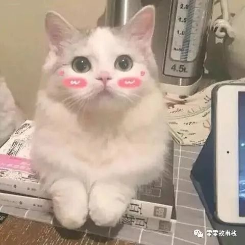 大半夜笑出猪声表情包这只