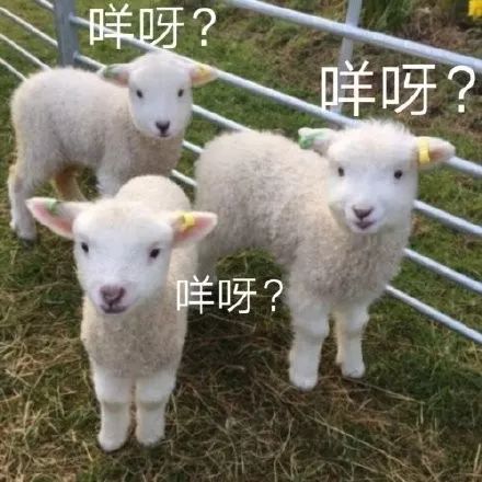 沙雕小动物表情包越可爱,越萌,越骚