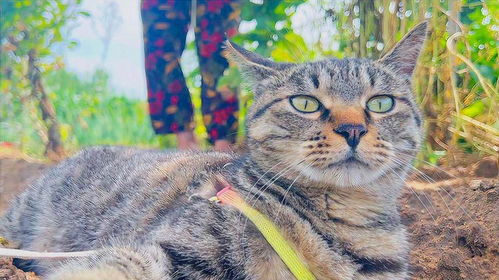 狸花猫表情包图片