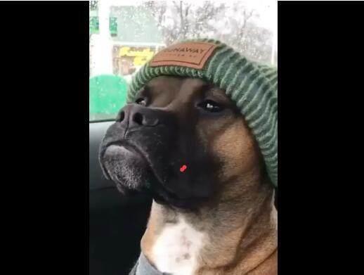 狗狗头戴个性帽子,傲慢表情像某明星,大家猜像谁