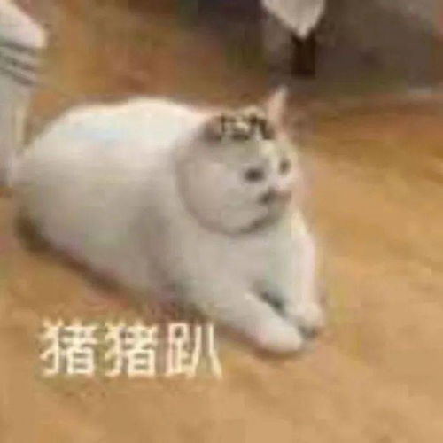 瓜皮我没别的意思