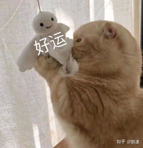 花园猫表情包金钱