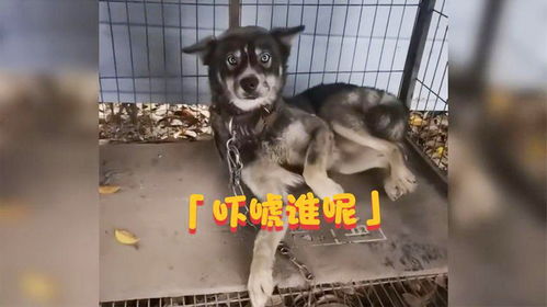 盘点动物吓一跳真实反应,原来动物吓一跳也是会有千奇百怪的表情