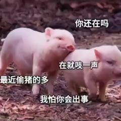 有趣熊猫头表情包今夜星光闪闪,爱你的心满满