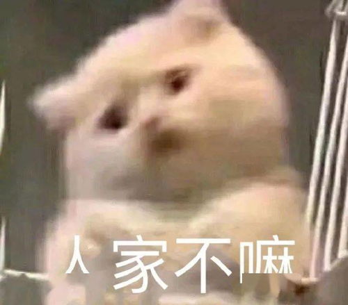干嘛要惹小猫咪这么委屈下一秒就要哭出来惹