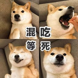 抖音带字聊天表情包抖音宠物有字表情包下载游戏吧