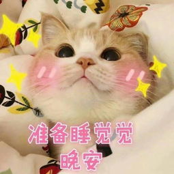 萌猫有趣表情包,我带着可爱和萌萌哒,日常打卡来了