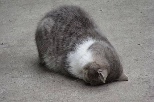 长腿萌妹表情包猫咪