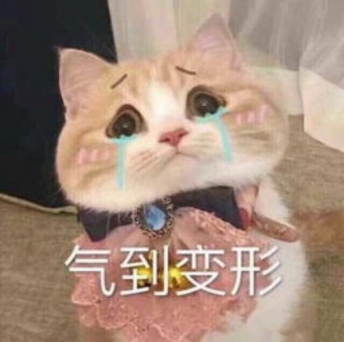 沙雕表情包l已有男友比你帅气