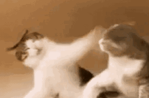 别再被猫咪软萌可爱的外表欺骗了,猫小拳拳捶你胸口