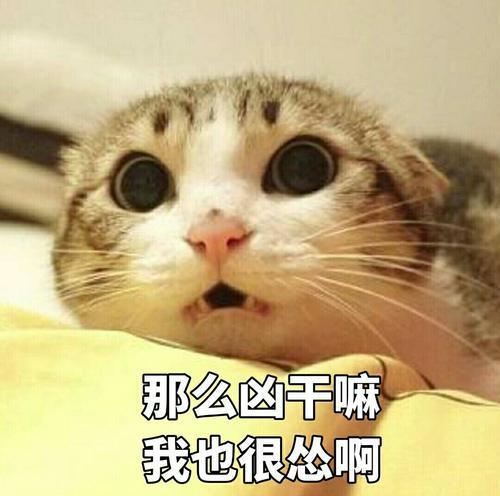 小趴菜认证表情包动物们