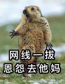 这只土拨鼠红了中国摄影师90天趴地抓拍,终获动物摄影界奥斯卡
