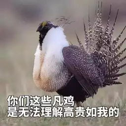 千万别让女友看见这套土鸡表情包,不然分分钟怼你没商量