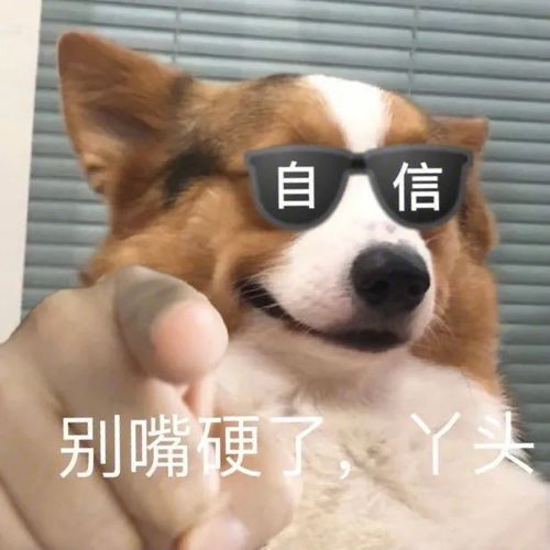 沙雕表情包,丫头,满意吗