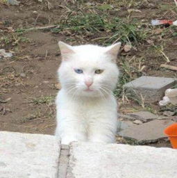 定时喂食的流浪猫越来越瘦,今天喂完后观察,终于知道了真相