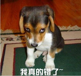 新闻哥这才是人民城管爱人民嘛
