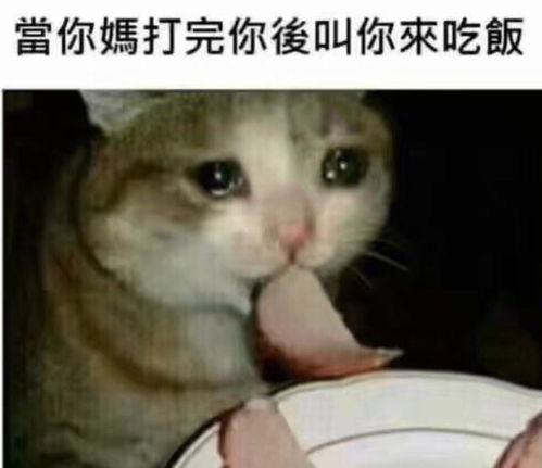 猫咪偷偷抹把泪表情包乡村老师