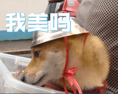 男子的后座载着一只狗,狗子头上的戴的是头头盔