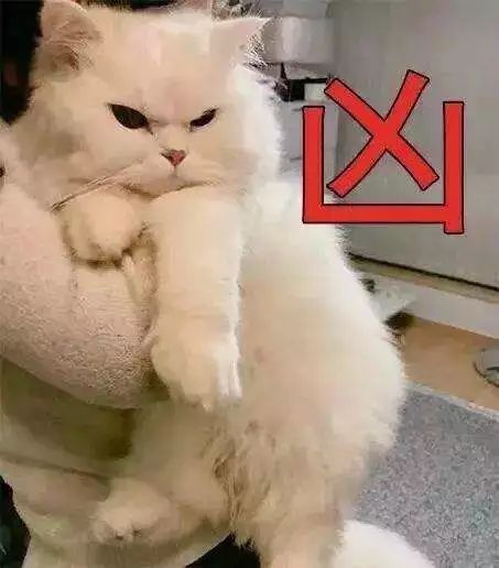 上海怀孕生娃养猫实录我的猫和我的娃都辣么可爱