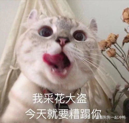 你有哪些可爱的猫猫照片