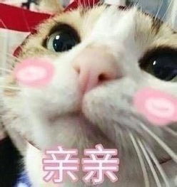 猫咪撩老公表情包合集好困困,要老公亲亲才起来