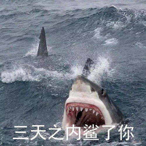 求小饼干表情包图片鲨鱼