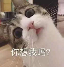 猫咪表情包天冷了,可以给个抱抱吗