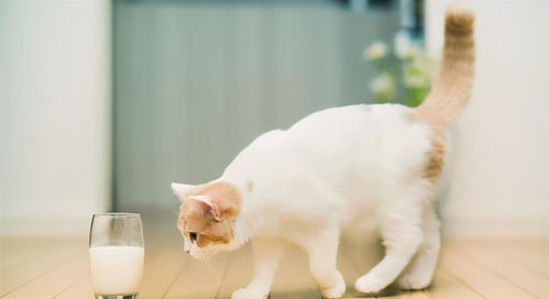 7种不能给猫吃的食物,对猫来说可能是致命的毒药