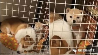 小柴犬睡觉醒来出不了笼子,表情无辜的盯着主人求救