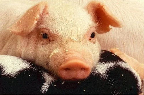 创澳分享夏季生猪安全复产八项关键技术措施