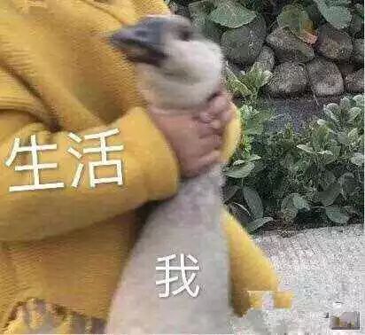 这里的每一个表情包,都是你蹭过的热