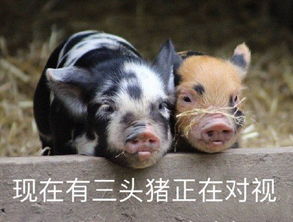 对视表情包对视微信表情包对视qq表情包发表情fabiaoqing.com