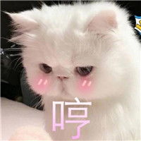 爆照的小仙女超搞笑带字猫咪表情包头像