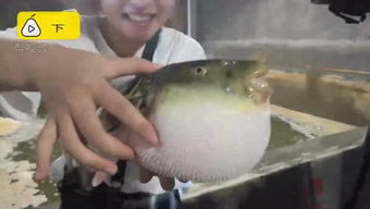 河豚生气