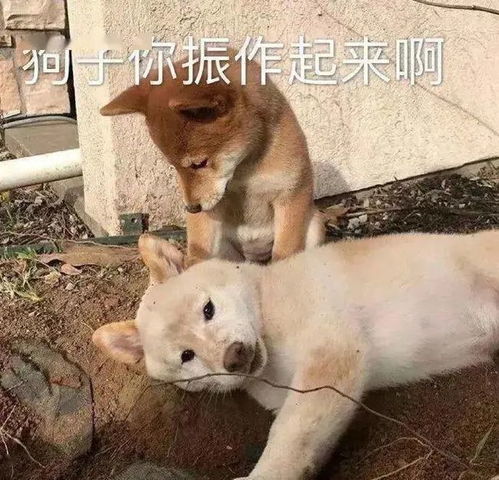 表情包我做你的小走狗