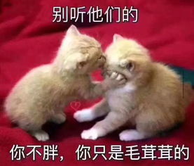 高逼格花剑重剑佩剑,郑州这家击剑俱乐部几乎涵盖所有剑种