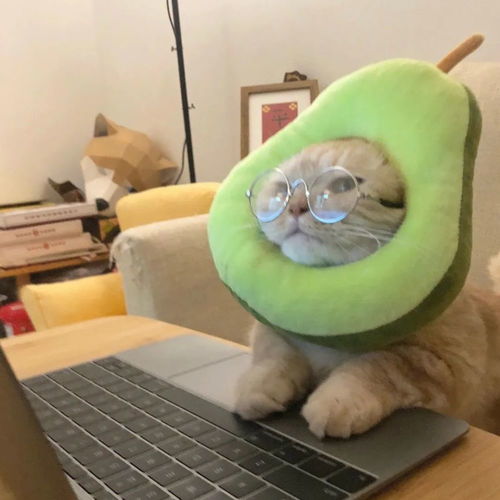 今日头像臭宝,该换头像啦