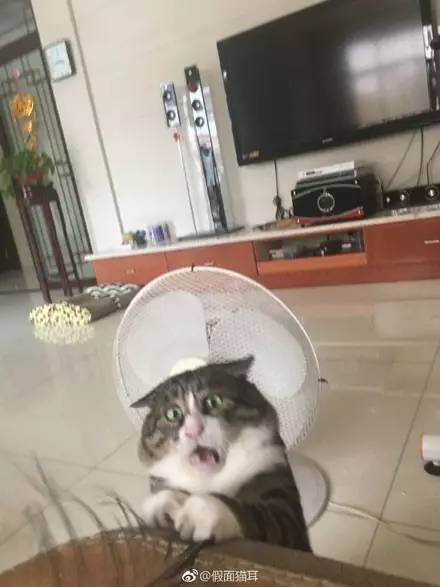 主人拍下逗猫时画面,第一张,我就直接喷饭了...