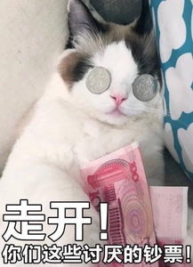 被金钱蒙蔽了双眼猫咪表情包